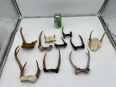 Lot Of 10 Whitetail Deer Antler Shed Mount Antlers Decor Buck Cabin Knife Tines • $34.99