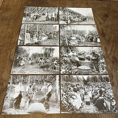 Kent Hop Picking Pickers 8 Photo Bundle Duotone Prints On Heavy Paper Faversham • £10.99