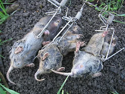 6 Traps-gophinator Gopher Trap-stainless Steel-usa Made • $48.99