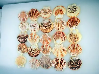 Seashells Pectin Macarensis Natural Mixed Assortment Of 25 Shells~~~~~~id4618 • $14.49