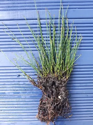 2 X Dwarf Horsetail Equisetum Scirpoides Marginal Plant Pond Plant Bog • £7.95