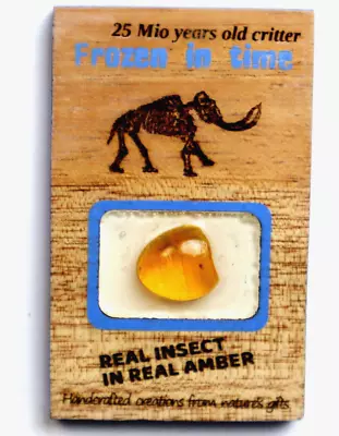 Handmade Ficus Amber Fridge Magnet With Real Insect  Bug 3x2 Inch • $25.99