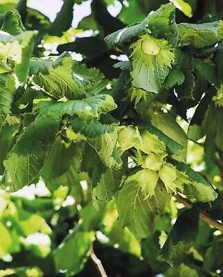 £19.99 • Buy 4 X Corylus Avellana X Hazelnut Tree Plant - Seedling