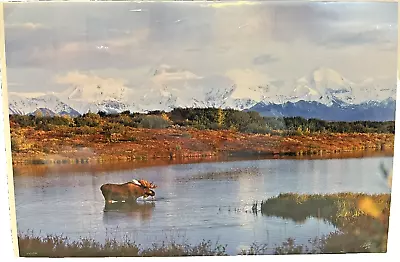 Robert Olson Photo Reflective Moose Snow Mountains Signed #d 2500 30x20 RARE LTD • $249.99