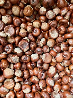 50 Dried Conkers - Horse Chestnut - Spider Repellent Detergent Decoration ! • £5.79