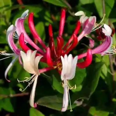 Lonicera Red World Semi Evergreen Flowering Honeysuckle Climber • £3.99