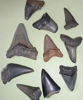 Megalodon Mako Angustiden Shark Teeth Fossil • £14.99