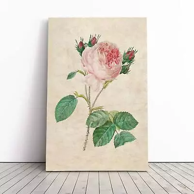 £19.95 • Buy Cabbage Rose Flowers Vintage Pierre-Joseph Redoute Canvas Wall Art Print Picture