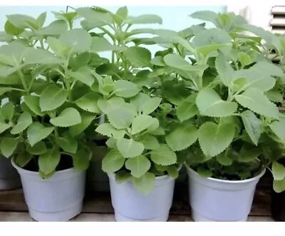 2X  Mexican Mint -Cuban Oregano  12 Inch Healthy Roots ( 2 Plants) • $8.99