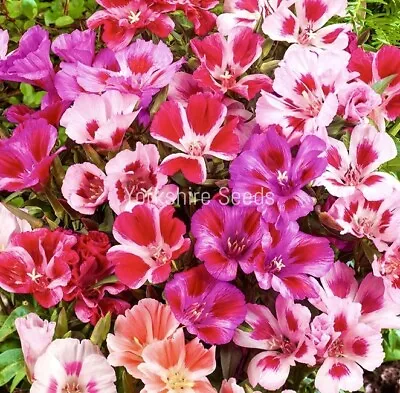 100x Mixed Pink Flower Hardy Annual Scented Godetia Bi Seeds • £1.99