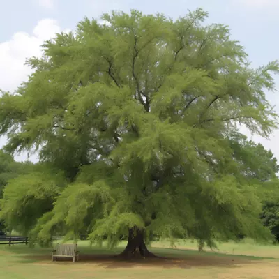 2 Willow Oak Trees - 12-18  Tall Live Plants - Quart Pots - Quercus Phellos • $59.95