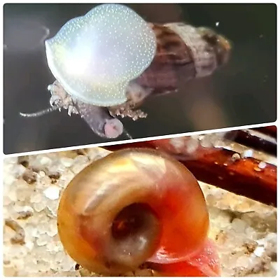 10x Malaysian Trumpet Snails +🔥5x FREE Ramshorn Snails🔥Tropical Aquarium Tank • £8.99