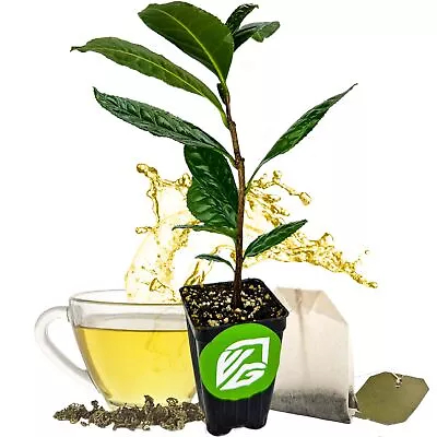 Tea Plant (Green Tea) - Camellia Sinensis - Live Plant • $27.99