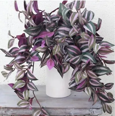 £8.95 • Buy 3x Purple Tongue (Tradescantia) Plug Plants House Flower - 24HR DISPATCH