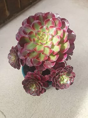 Aeonium Mardi Gras Succulent Outdoor Plant Pot 6 Flower Heads  • $60