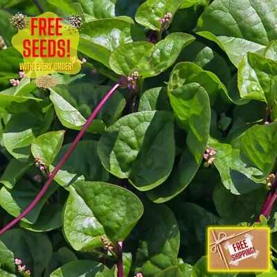 Fresh Red Malabar Spinach Seeds | Mong Toi | Heirloom Non-GMO | Asian Vegetable • $4.46