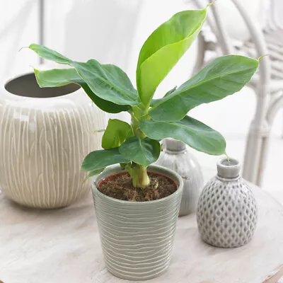 Indoor Banana Plants Musa - Set Of 3 • £24.99