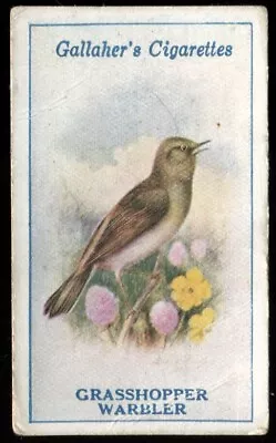 Tobacco CardGallaherBRITISH BIRDS By GEORGE RANKIN1923Grasshopper Warbler#1 • £2