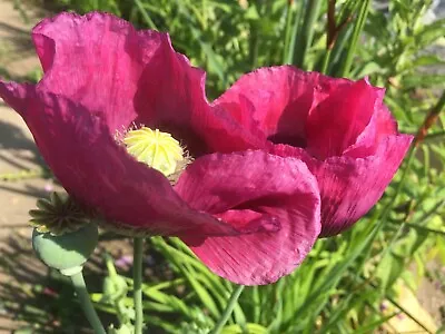 £1.50 • Buy SALE! 2000 Seeds! Assorted Poppy. Gorgeous Variety Of Colours.