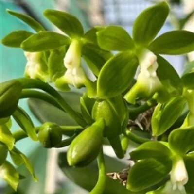 Epidendrum Robustum 'Green Giant' X Self Orchid Species Green White Tall Plant • $34.99