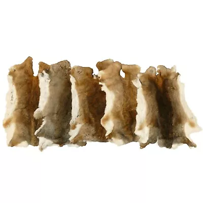 Glacier Wear Craft Quality Rex Rabbit Pelt Hide Fur Castor - Rbt1071 • $27.95