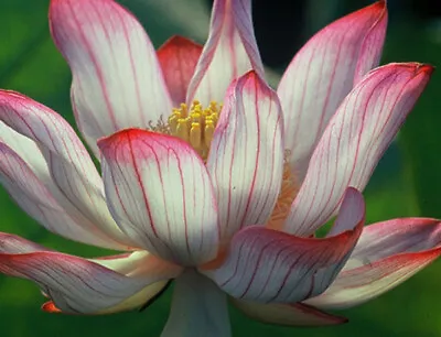 Spring Lotus/Water Lily Flower/Bonsai Lotus/Ponds / Bow/5 Fresh Seeds • £3.95