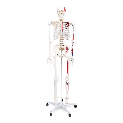 Mike The Muscle Skeleton Human Skeleton Anatomical Model Life Size NEW! • $149