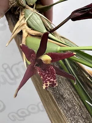 Maxillaria Tenuifolia The Coconut Orchid Mounted Very Fragrant • $28.75