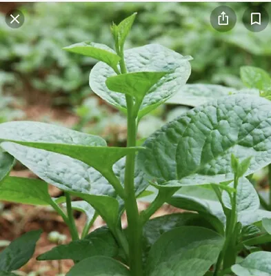 50+ Green Malabar Short Vine Spinach Seeds -Vietnamese Mung Toi Khong Leo USA • $6.50