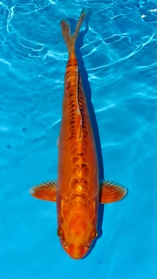 £249 • Buy Ghost Koi - Koi Carp For Sale - 36cm #97