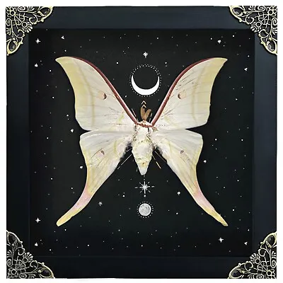 Real Luna Moth Open Wings Deep Display Shadow Box Dried Insect Collection • $75