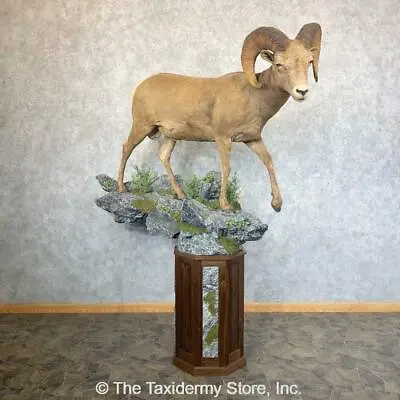 $11245 • Buy #23743 P | Colorado Bighorn Sheep Ram Pedestal Taxidermy Mount