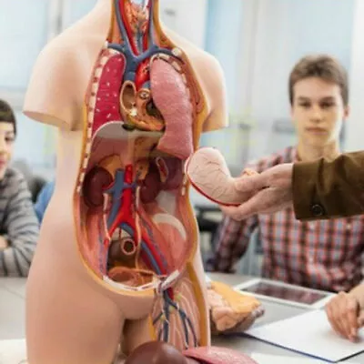 28cm Human Anatomy Teaching Unisex Torso Anatomical Model Medical Skeleton • $39.24