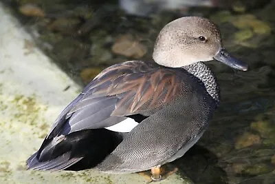 Gadwall Taxidermy / Decoy Carving Reference Photo Cd • $14.95