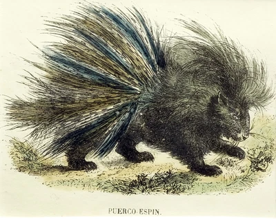 £24.53 • Buy (P1) 1863 Original Antique Engraving Hand Colored MAMMALS  (05155)