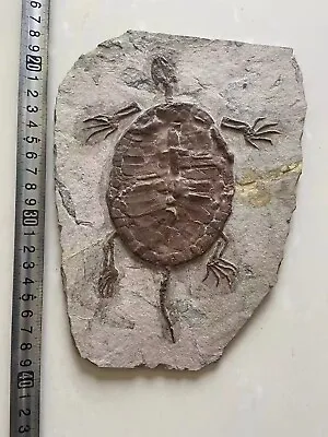$130 • Buy Rare Chinese Best Triassic Keichousaurus Real Turtle Fossil