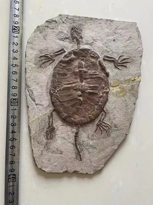 $130 • Buy Rare Chinese Best Triassic Keichousaurus Real Turtle Fossil