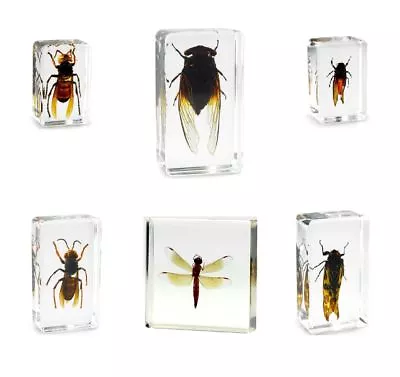 Real Office Insect Paperweight Taxidermy  Specimens - Cicada Hornet Wasp • £9.95