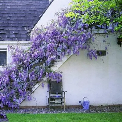 10 JAPANESE WISTERIA Floribunda Flower Purple Ornamental Vine Climber Seeds • $7.95