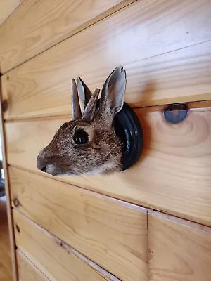Taxidermy Jackalope Rabbit  Head Mount  Mount Oddity Curiosity Decor Hunting  • $70