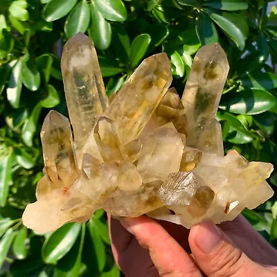 1.62LB Natural Citrine Crystal Quartz Cluster Mineral Specimen Healing • $0.99