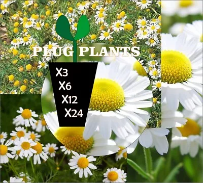 Chamomile Roman Anthemis Nobilis Lawn Plants Ready Planting Out (Bee Friendly) • £11.50