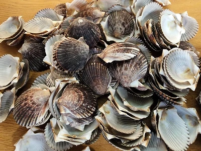 $2.95 • Buy Black/Grey Florida Scallop Seashells (Bag Of 10 Shells)