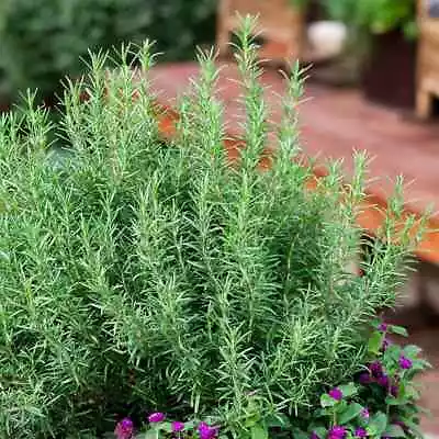 £9.95 • Buy 3x Rosemary Salvia Rosmarinus XXL Jumbo Plug Plants Cooking Plant Garden Herbs