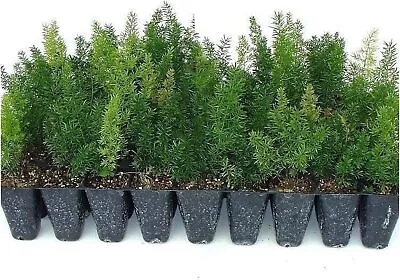 Foxtail Fern Myers | Live Plants | Asparagus Densiflorus Myersii • $27.98