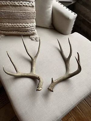 Great Set Of Mule Deer Sheds ~ Antlers • $109.99