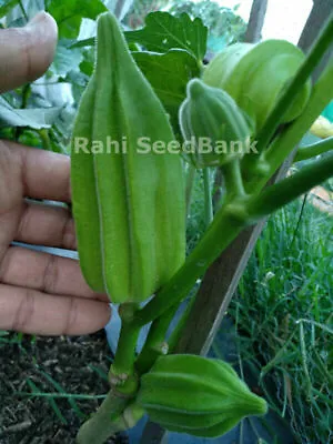 Okra Rams Horn - Delicious Unusual & Very Heavy Yielding Okra Variety - 5 Seeds • £2.72