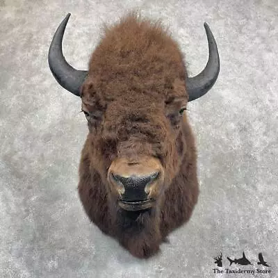 #27297 EL | American Buffalo Bison Taxidermy Shoulder Mount For Sale • $11620