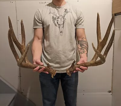 Giant Matching Set Mule Deer Antlers • $36.95