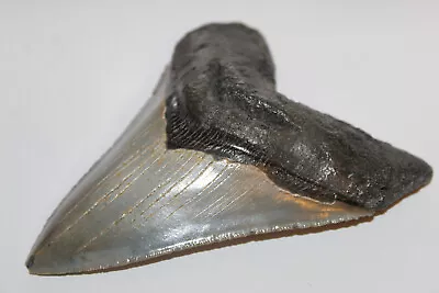 MEGALODON Fossil Giant Shark Teeth All Natural Large 5.20  HUGE COMMERCIAL GRADE • $375